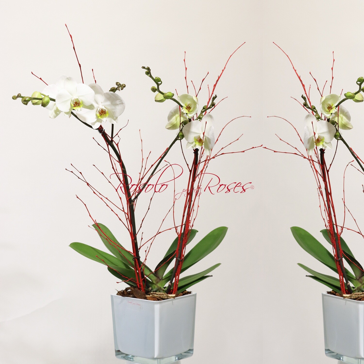 Belle orchidée Phalaenopsis blanc, 2 tiges, dans un pot en verre carré
