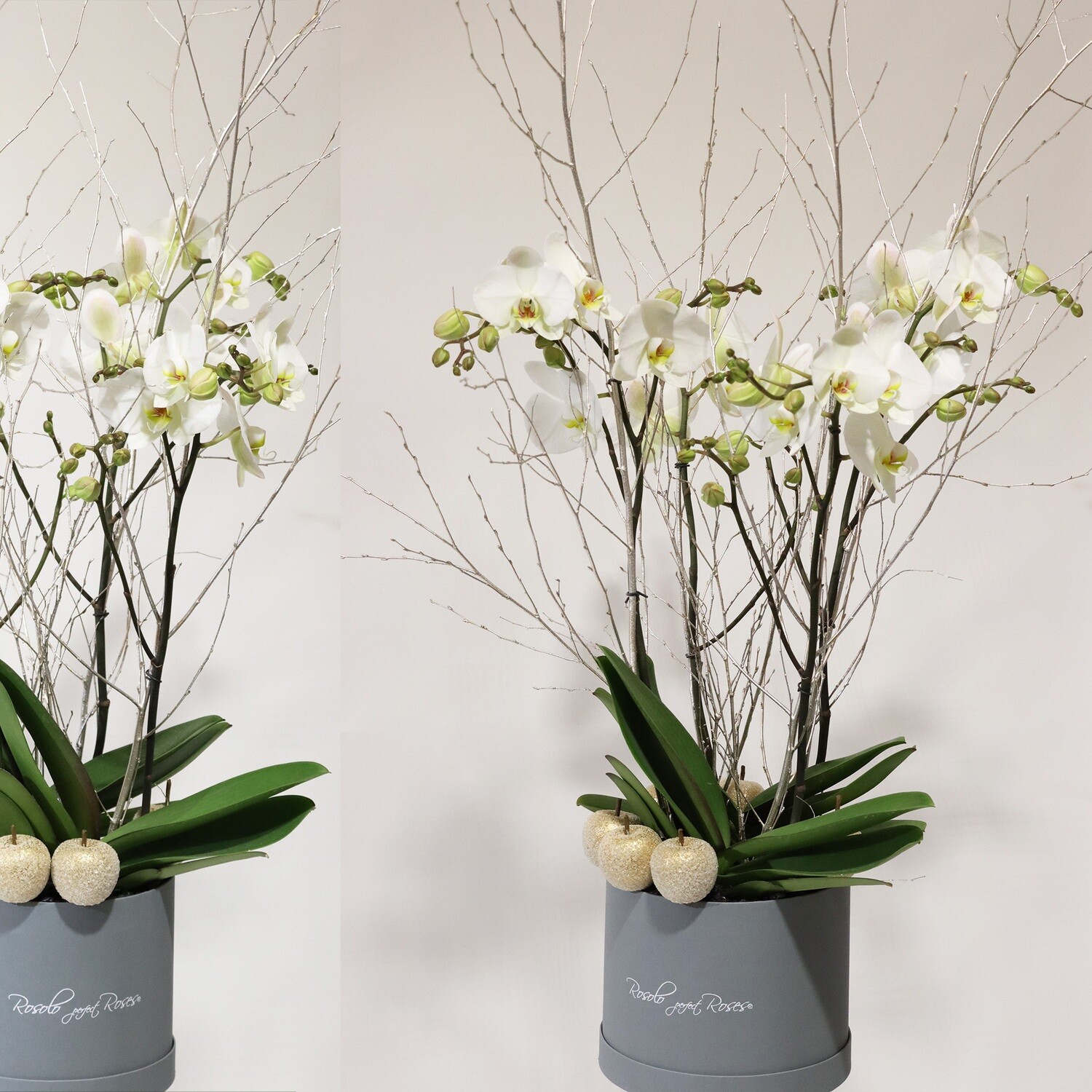Grandes orchidées blanches dans une belle boîte et décoration festive