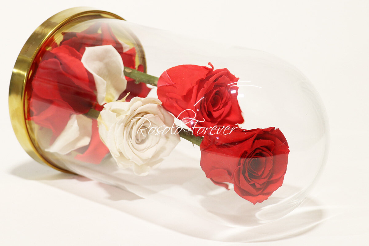 3 grandes roses éternelles sous cloche, tons bordeau-rouge-blanc
