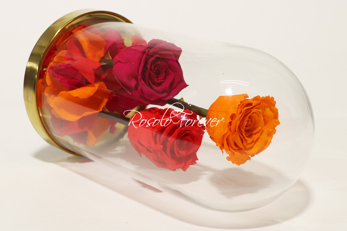 3 grandes roses éternelles sous cloche, tons orange-rouge