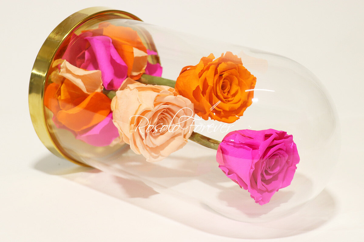 3 grandes roses éternelles sous cloche, tons pink-saumon-orange