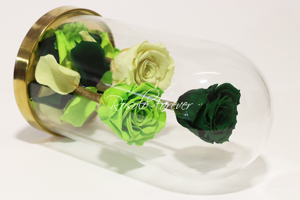 3 grandes roses éternelles sous cloche, tons vert (claire+foncé) et crème