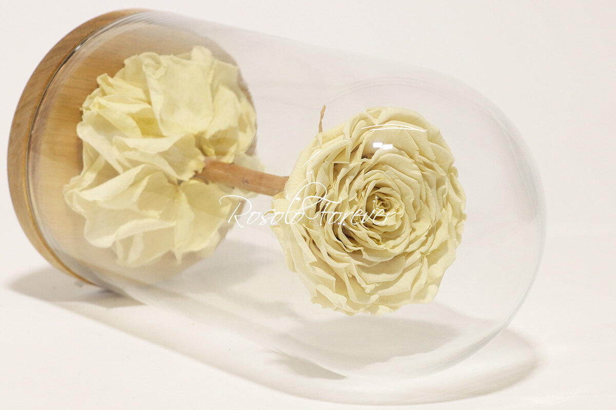 Belle grande rose éternelle sous cloche, taille XL, blanc-crème