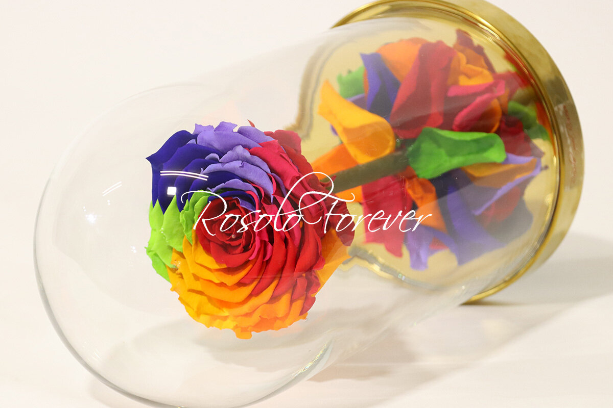 Belle grande rose éternelle sous cloche, taille XL, spéciale, arc-en-ciel