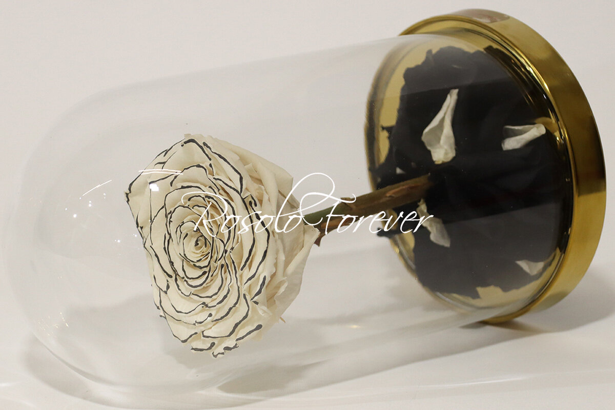 Belle grande rose éternelle sous cloche, taille XL, spéciale, blanc/crème et noir