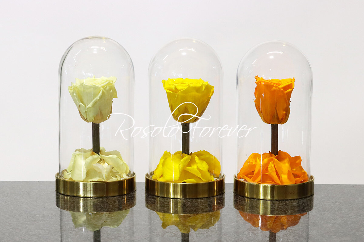 Belle rose éternelle sous cloche (jaune-crème-saumon)
