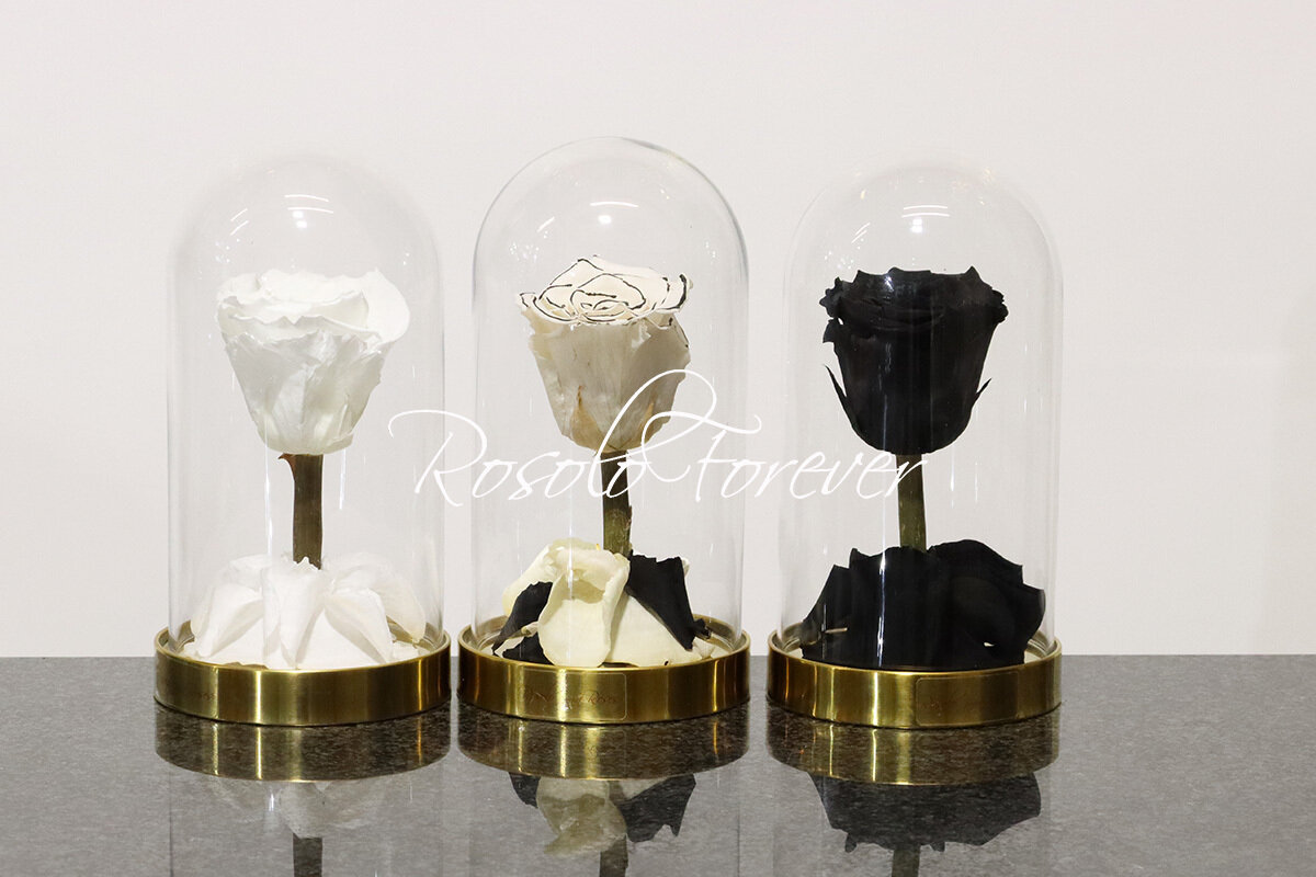Belle rose éternelle sous cloche (noir-beige-blanc)
