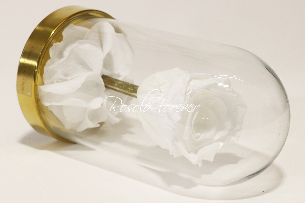 Belle rose éternelle sous cloche, taille L, blanc pur