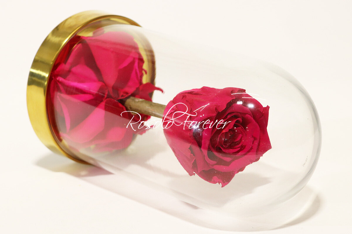 Belle rose éternelle sous cloche, taille L, fuchsia