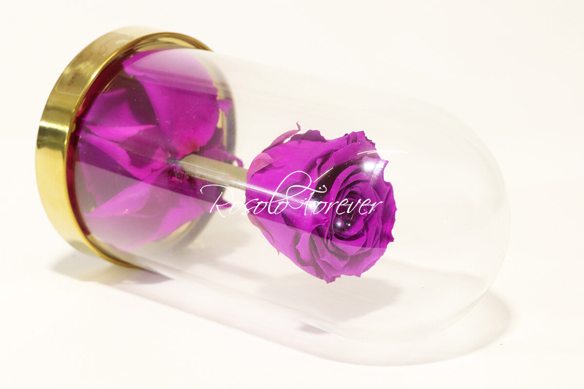 Belle rose éternelle sous cloche, taille L, pourpre