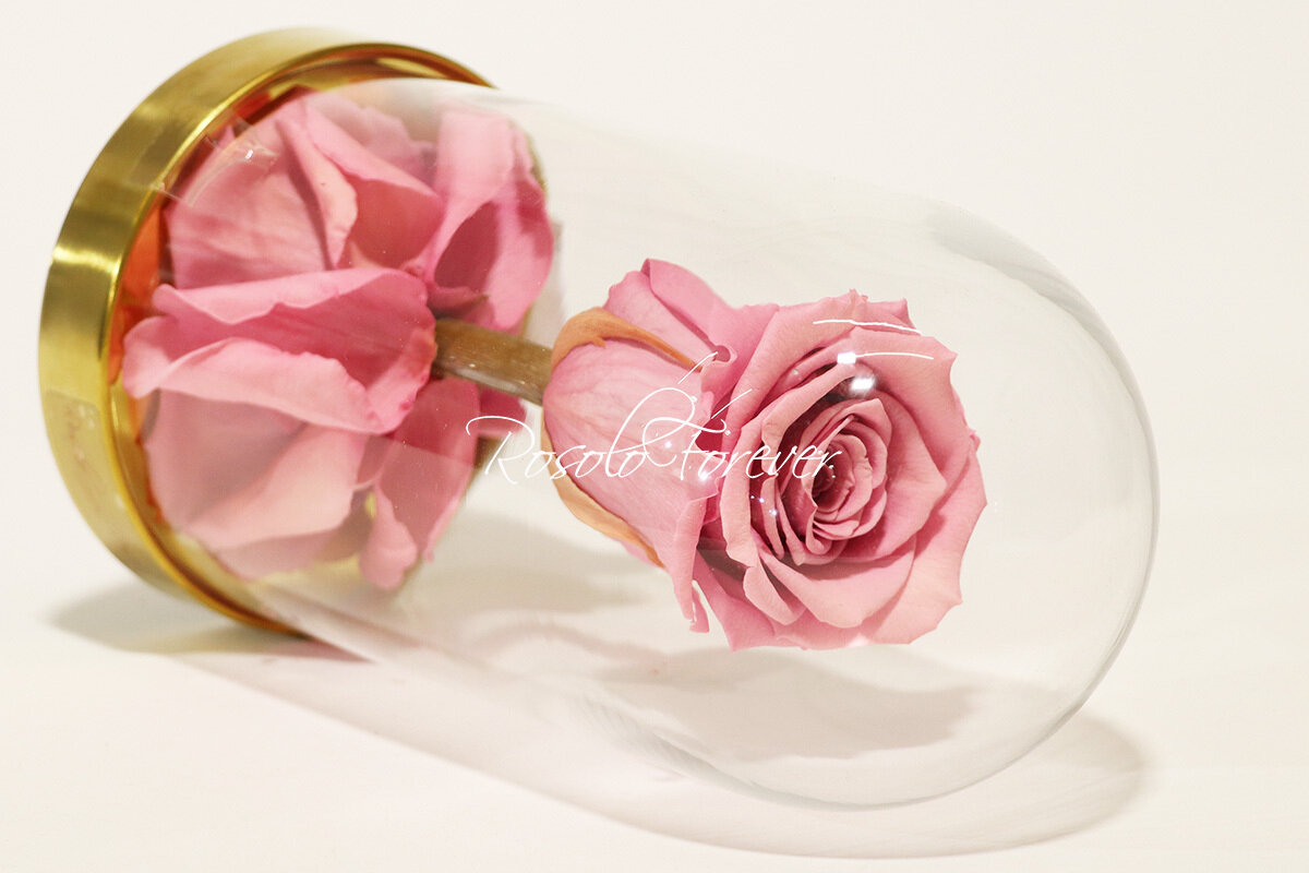Belle rose éternelle sous cloche, taille L, rose-antique
