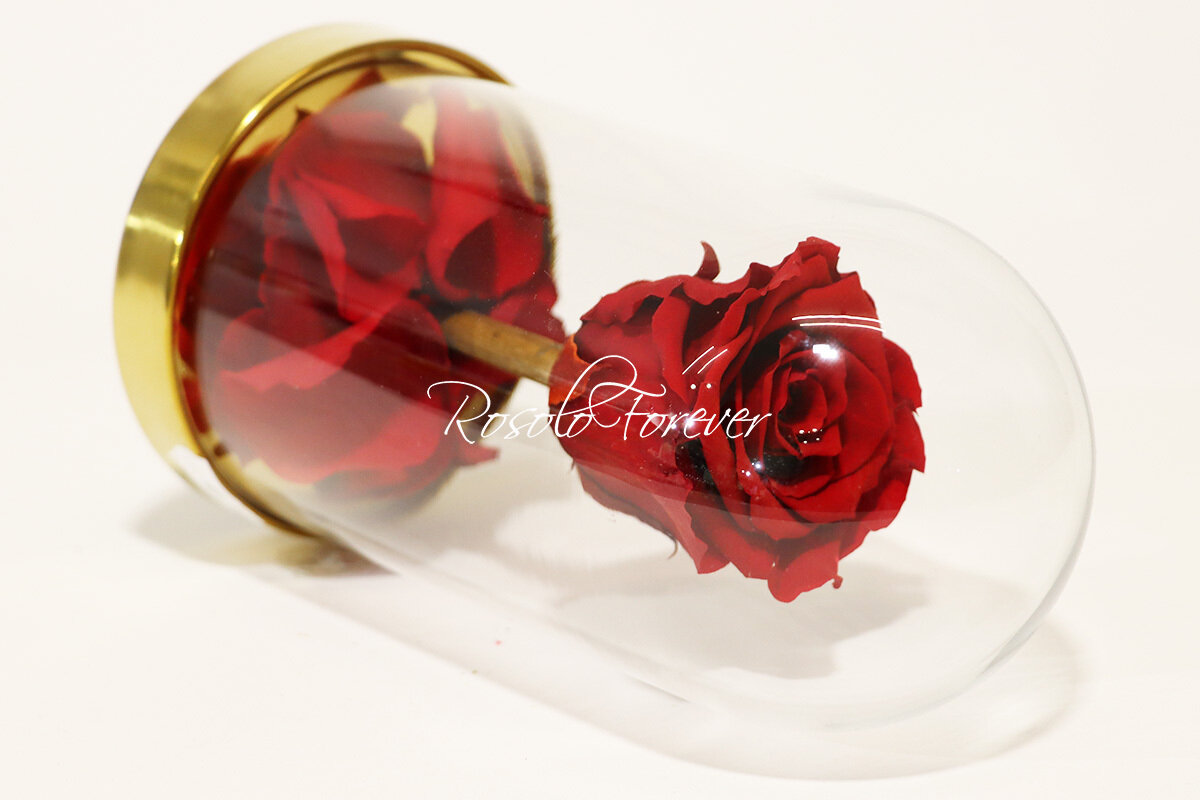 Belle rose éternelle sous cloche, taille L, rouge