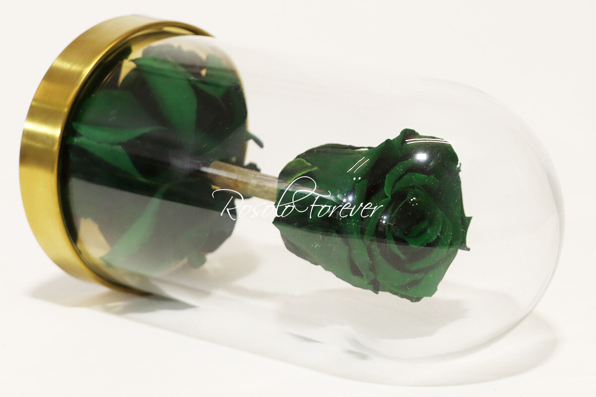 Belle rose éternelle sous cloche, taille L, vert foncé