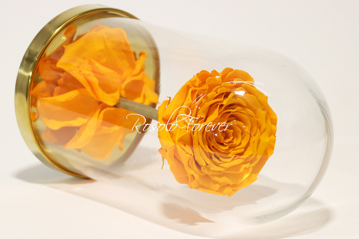 Belle rose éternelle sous cloche, taille XL, orange
