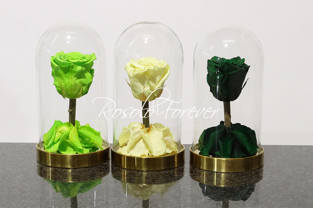 Belle rose éternelle sous cloche (vert-crème)