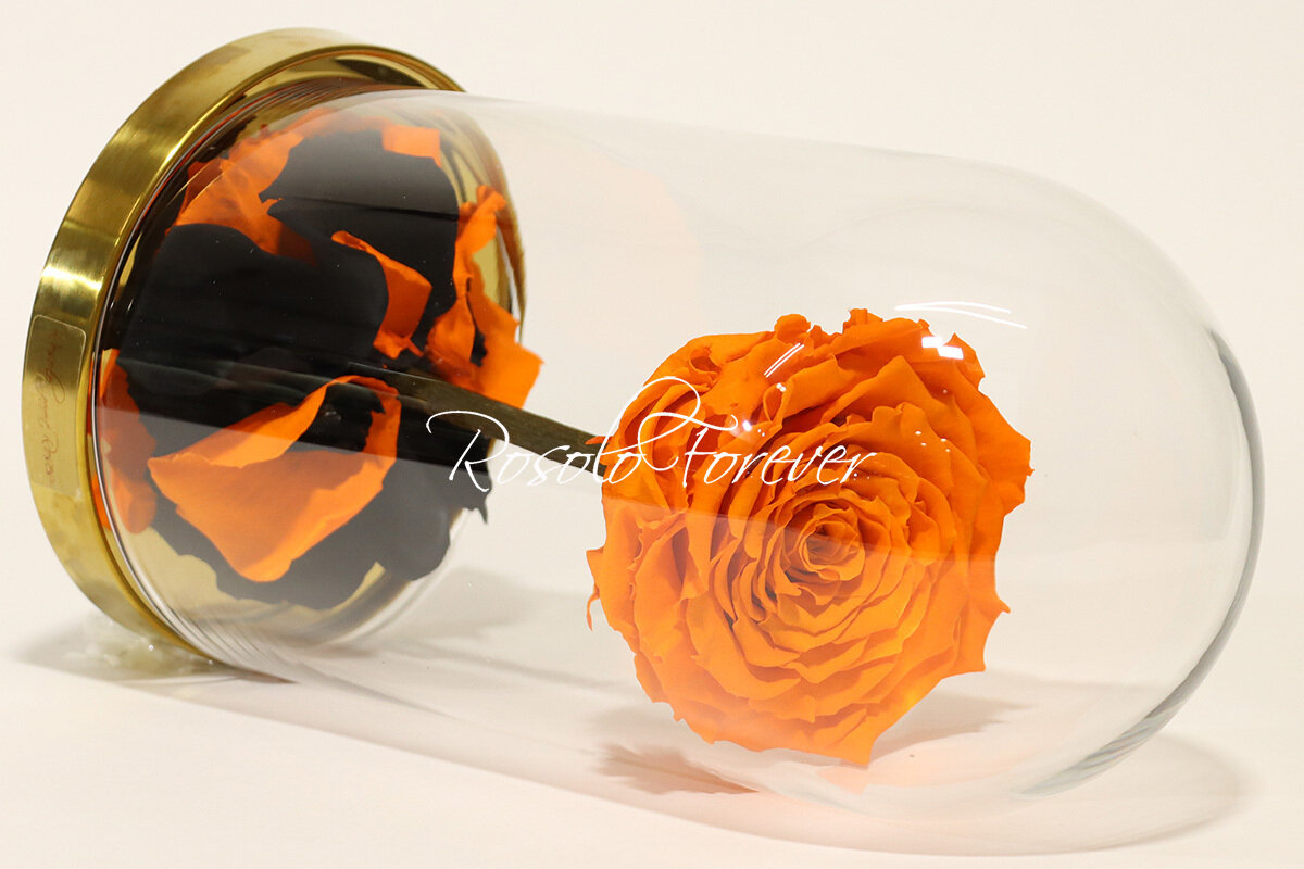 Belle rose éternelle XXL sous cloche, orange, pétales noires