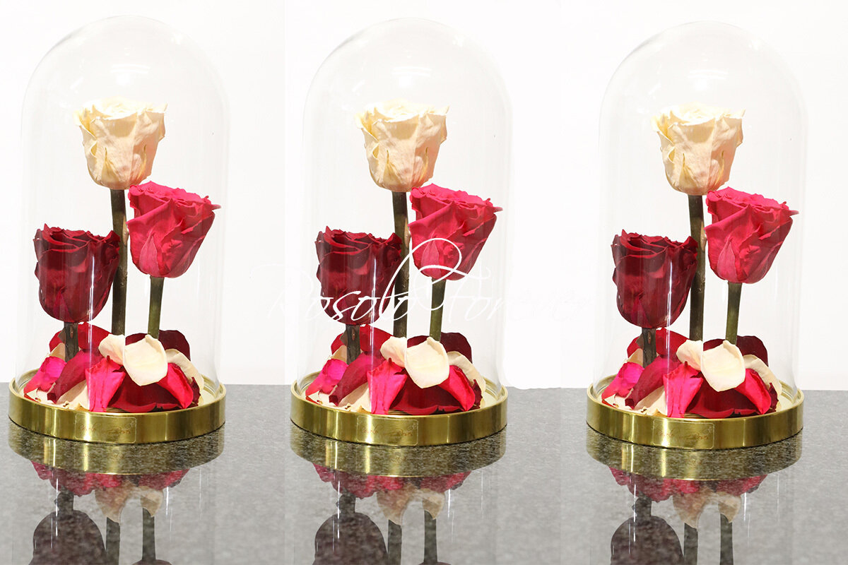 Belles roses éternelles sous cloche (rouge-rose-blanc)