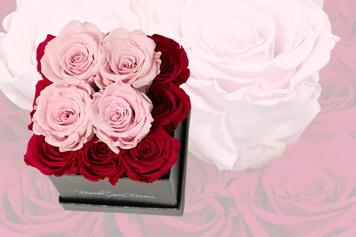 Boîte cubique, 13 roses éternelles en fuchsia et rose