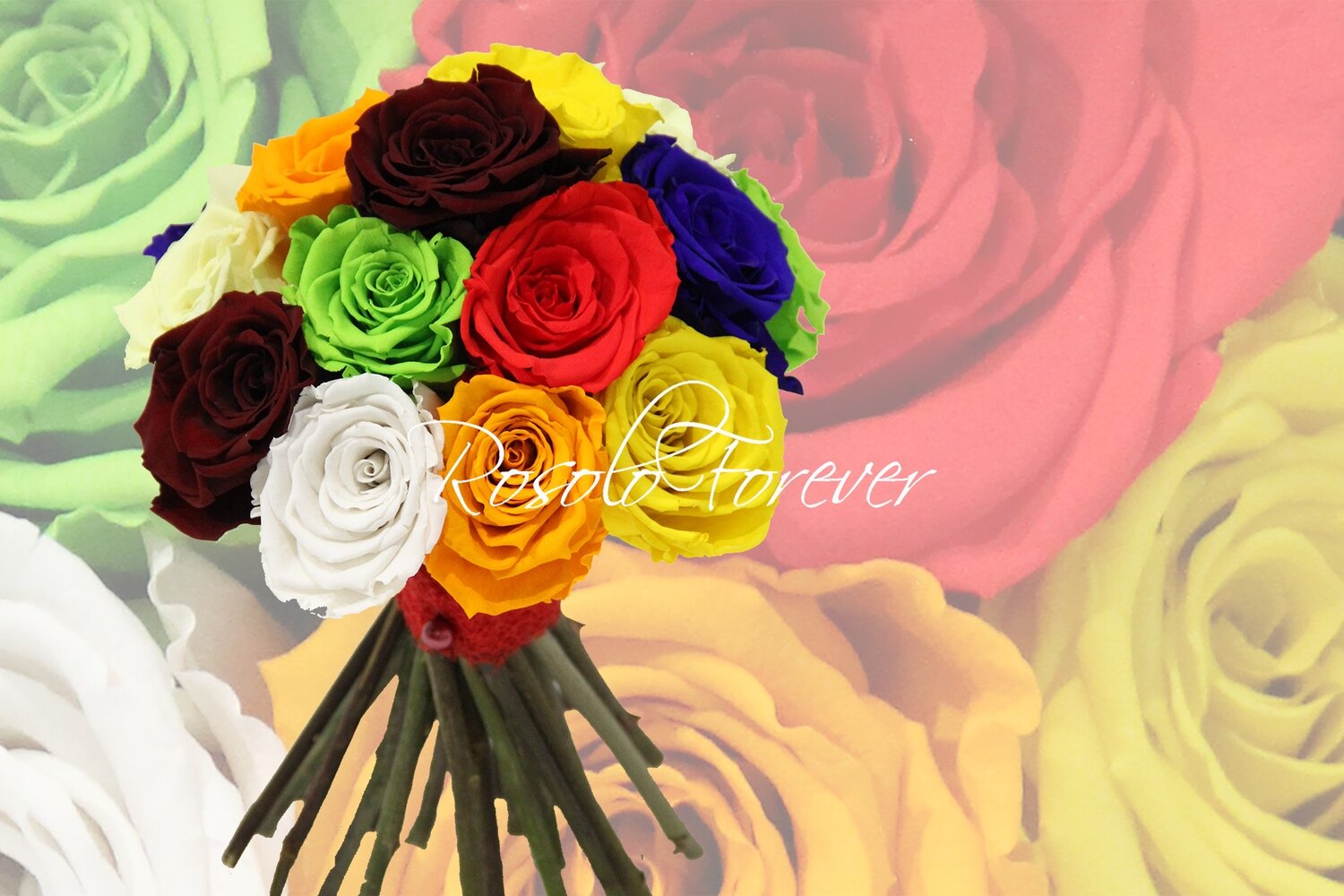Bouquet de roses éternelles, coloré