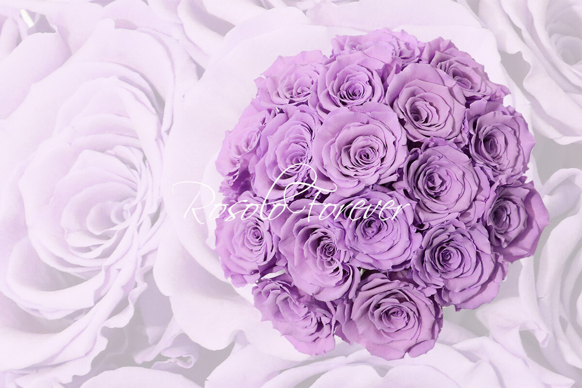 Bouquet de roses éternelles, lila