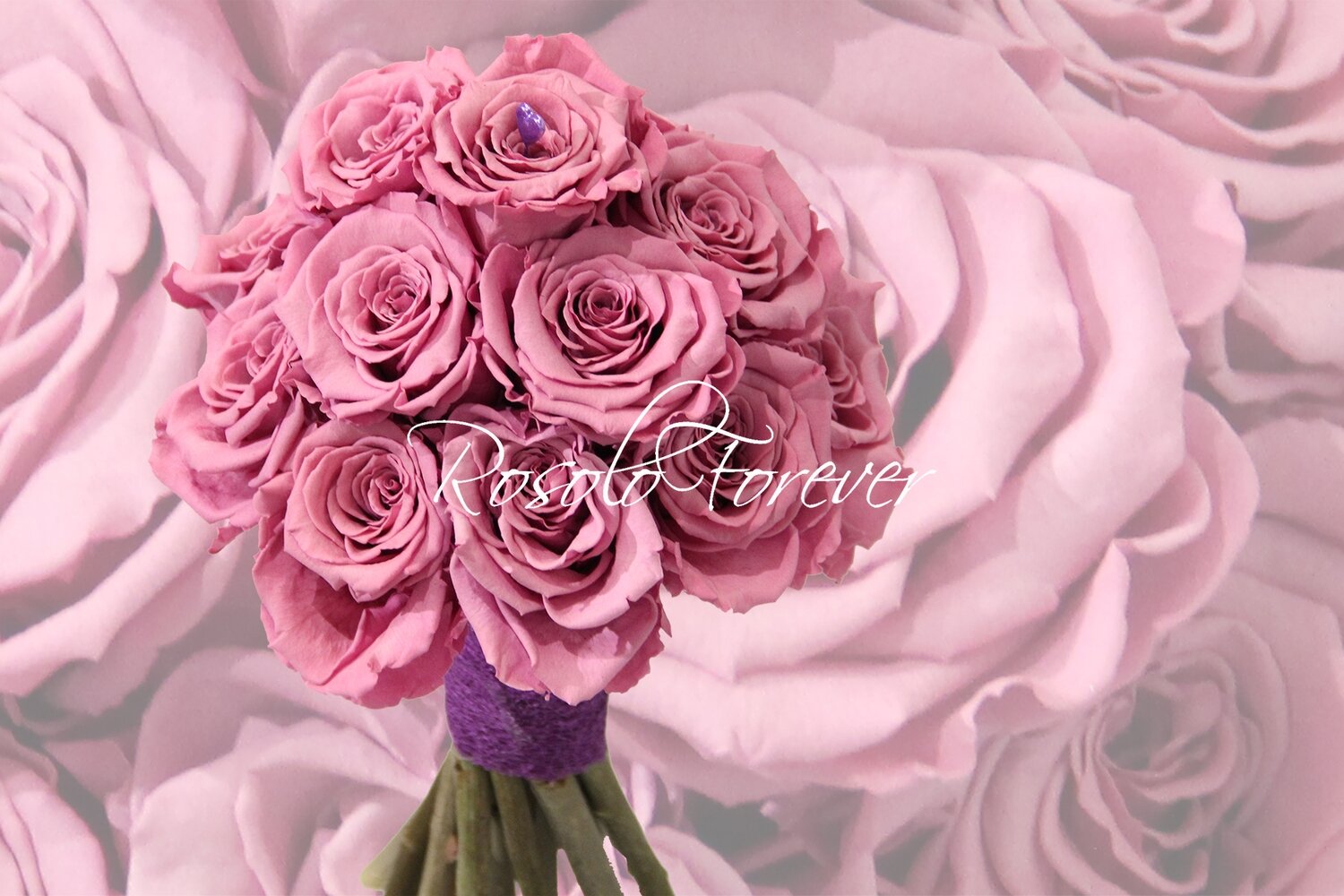 Bouquet de roses éternelles, mauve
