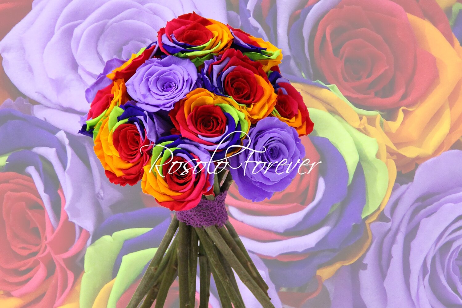 Bouquet de roses éternelles, rainbow