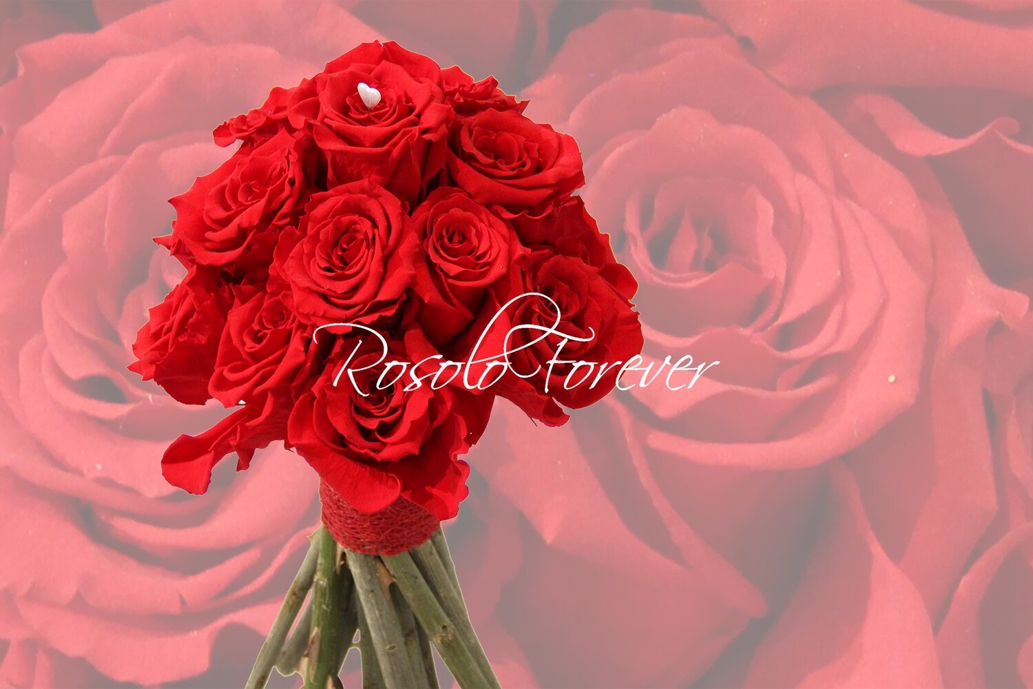 Bouquet de roses éternelles, rouge