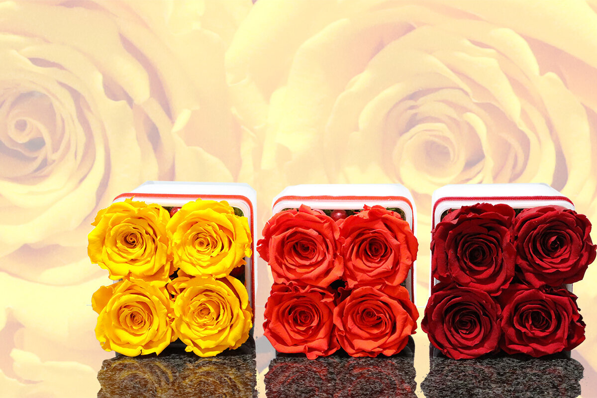 Carré de 4 roses éternelles, couleurs automnales
