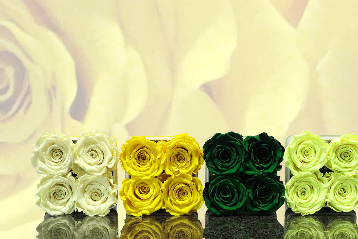Carré de 4 roses éternelles, tons jaune, crème et vert