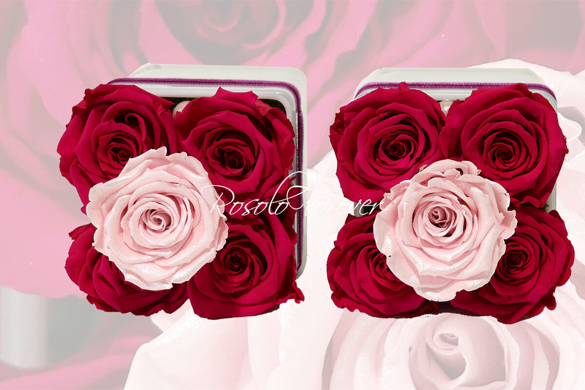 Carré de 5 roses éternelles, fuchsia et rose