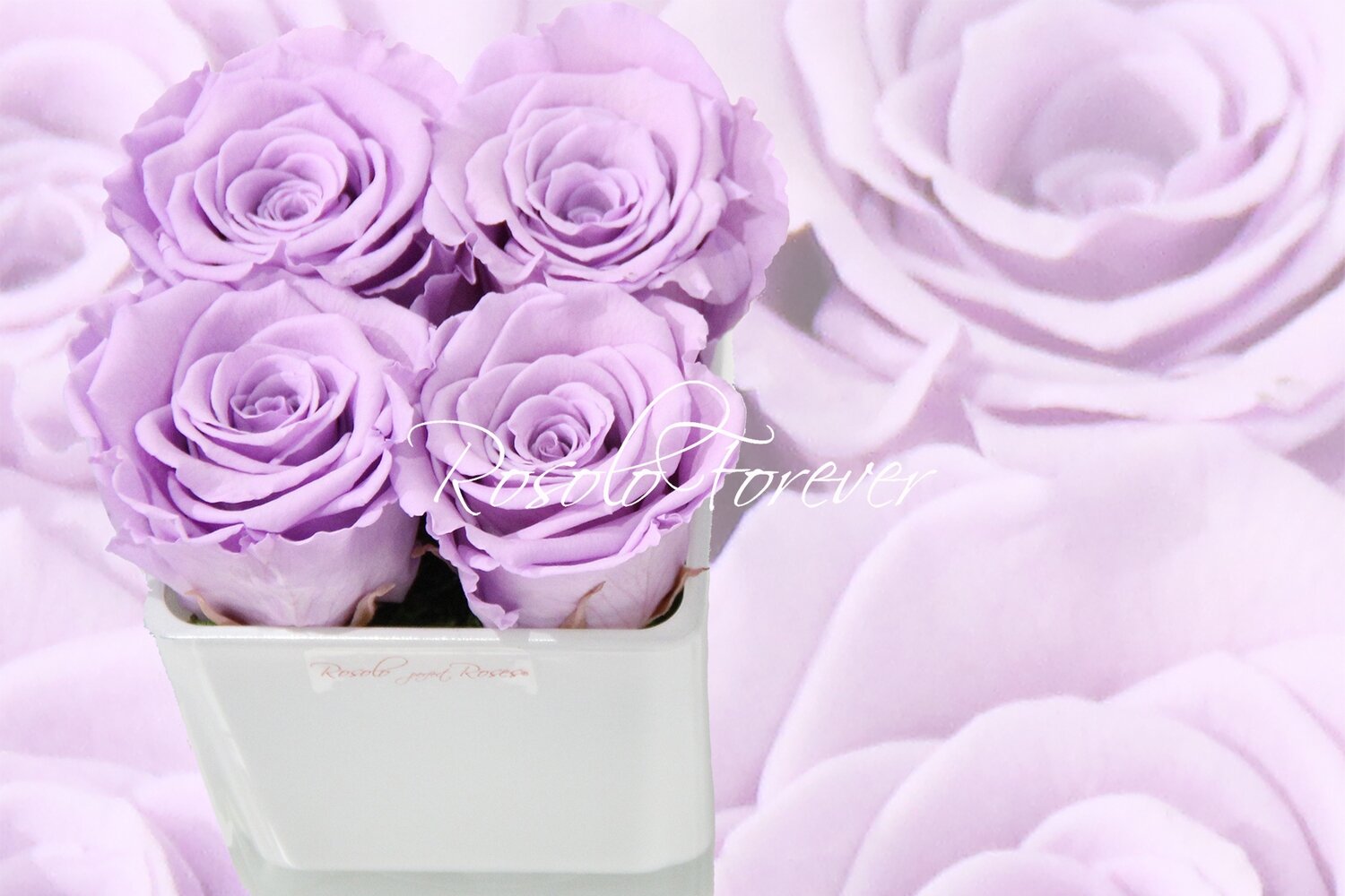 Carré de roses éternelles, lila