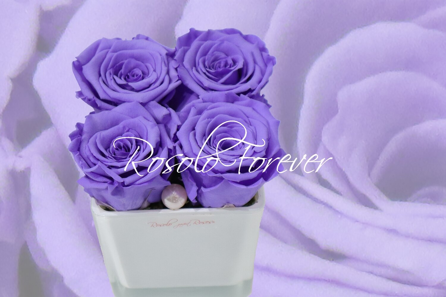 Carré de roses éternelles, mauve