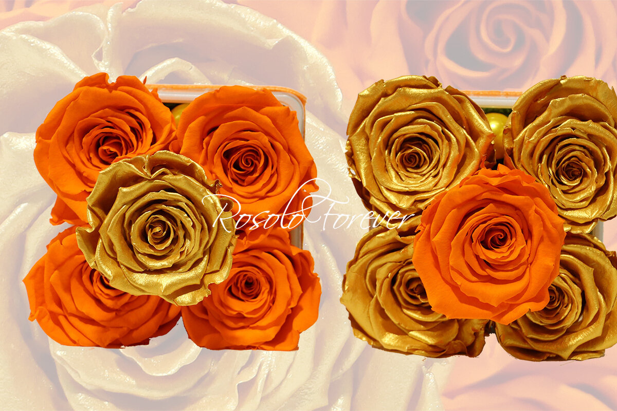Carré de roses éternelles, orange-or et or-orange