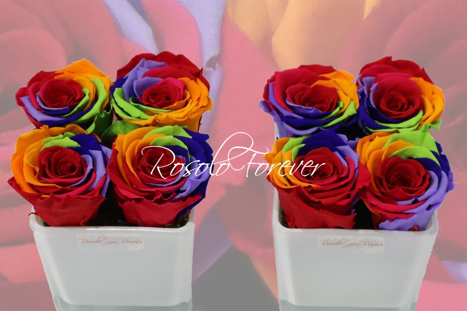 Carré de roses éternelles, rainbow