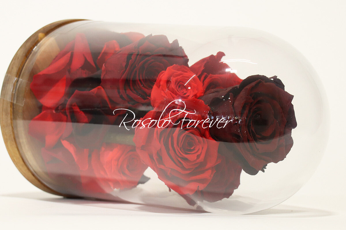 Cloche exclusive, 7 roses en rouge claire et bordeaux