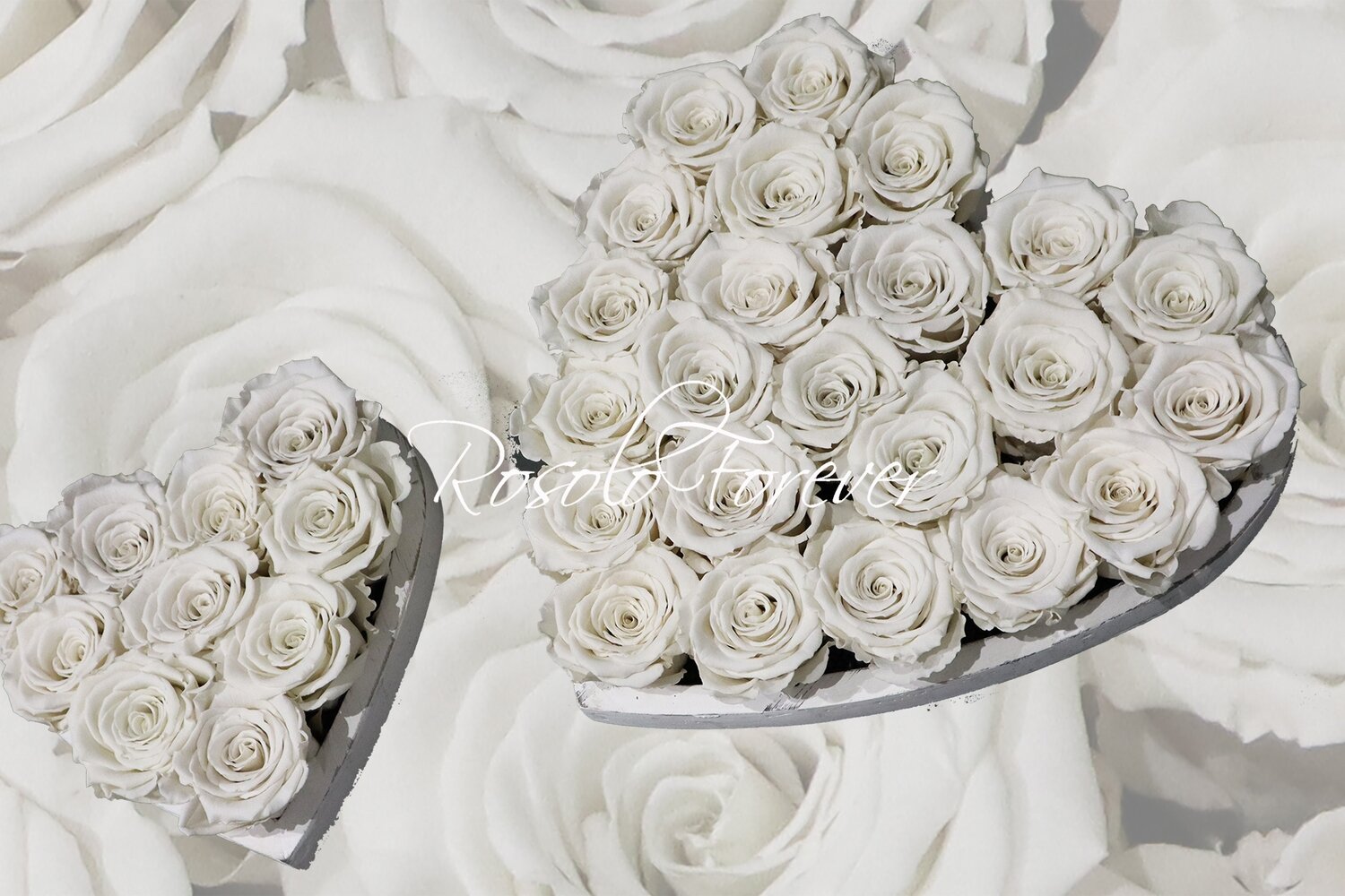 Cœur de roses stabilisées en blanc