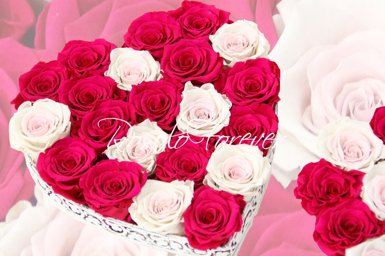 Cœur de roses stabilisées en fuchsia et crème