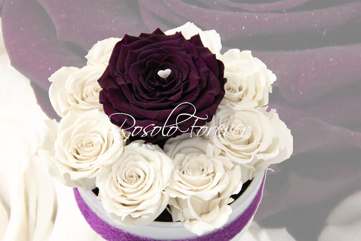 Coupe de roses, mauve et blanc