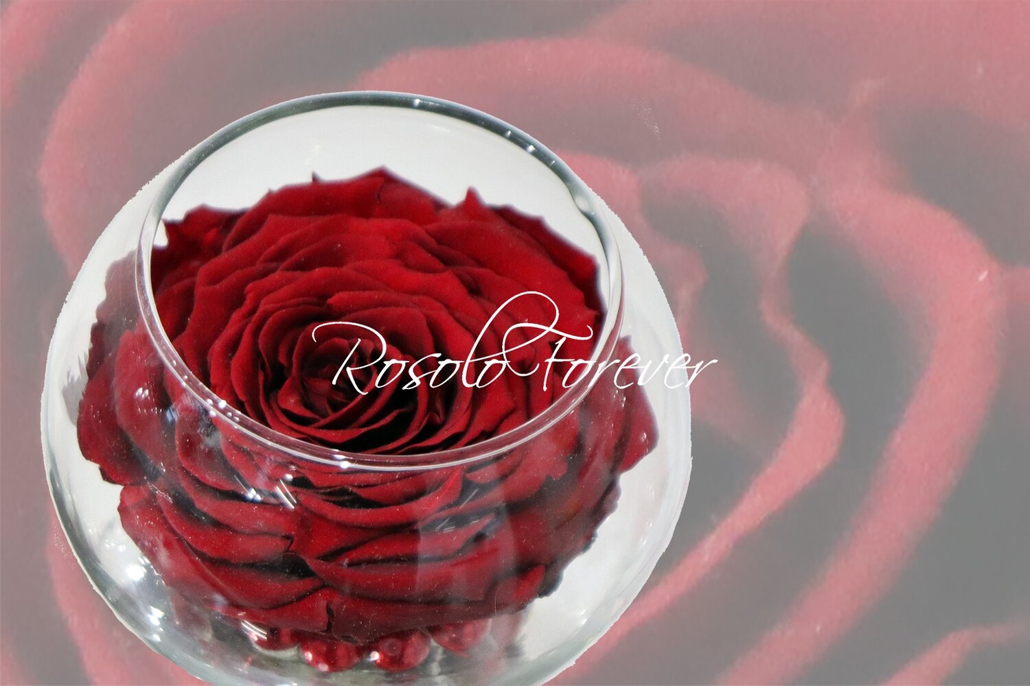 Grande rose, bordeaux, dans un vase boule