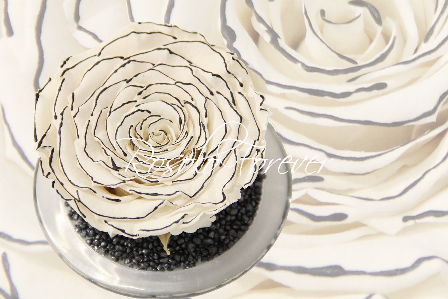 Grande rose éternelle, blanche, bord noir