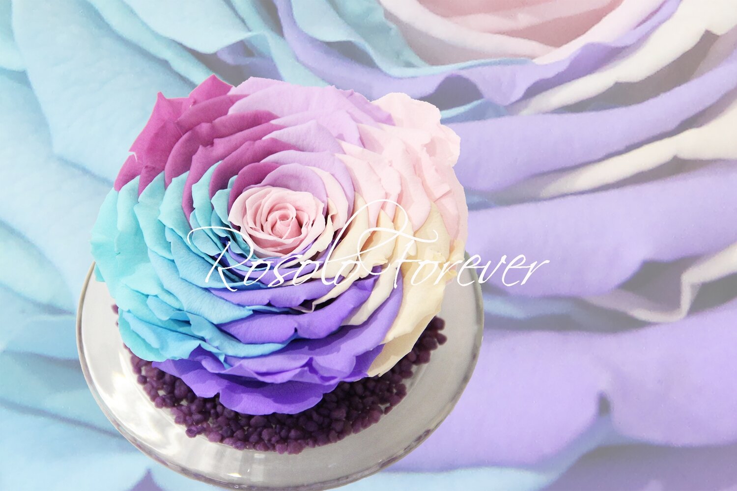 Grande rose éternelle, rainbow, pastel