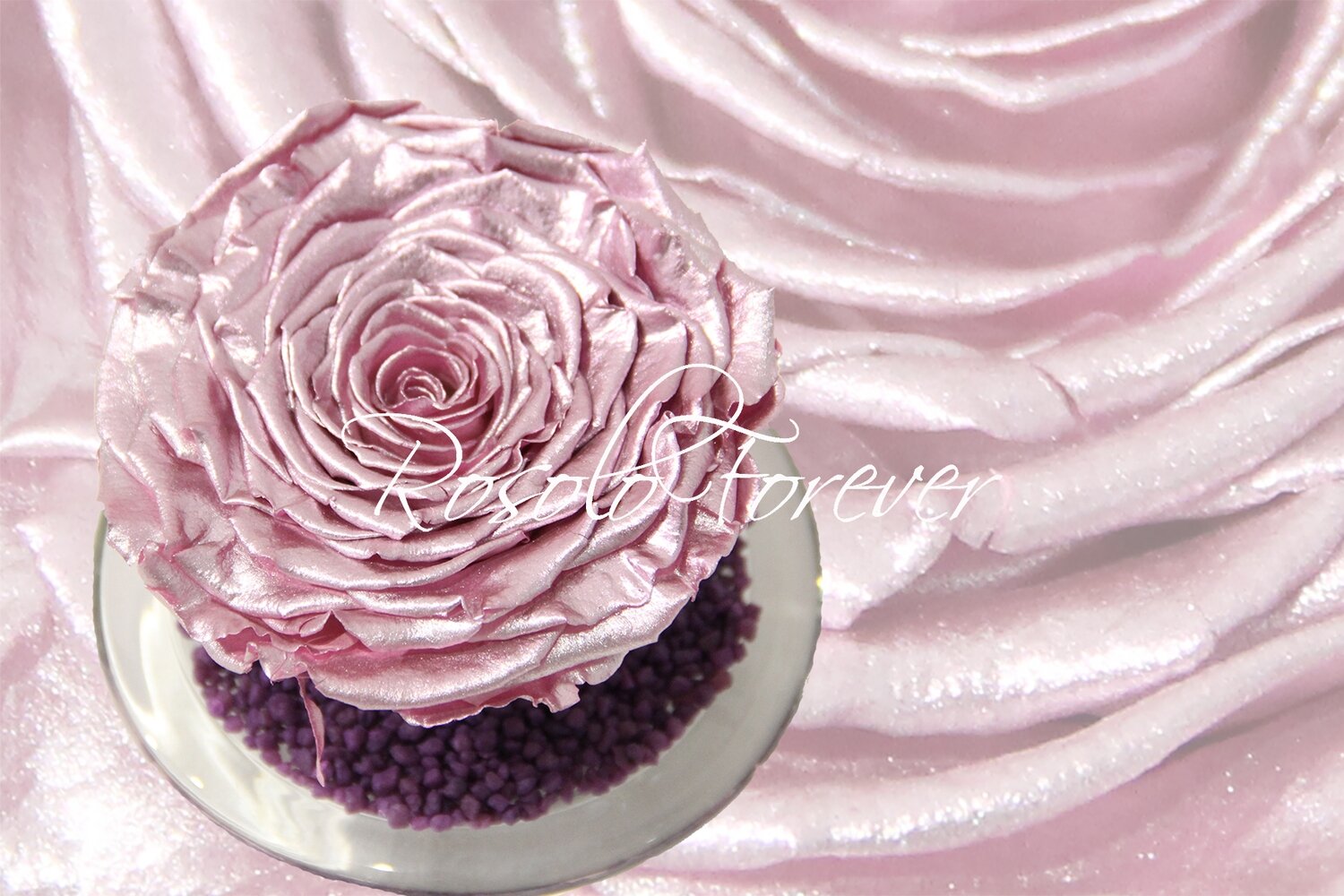 Grande rose éternelle, rose métallisée