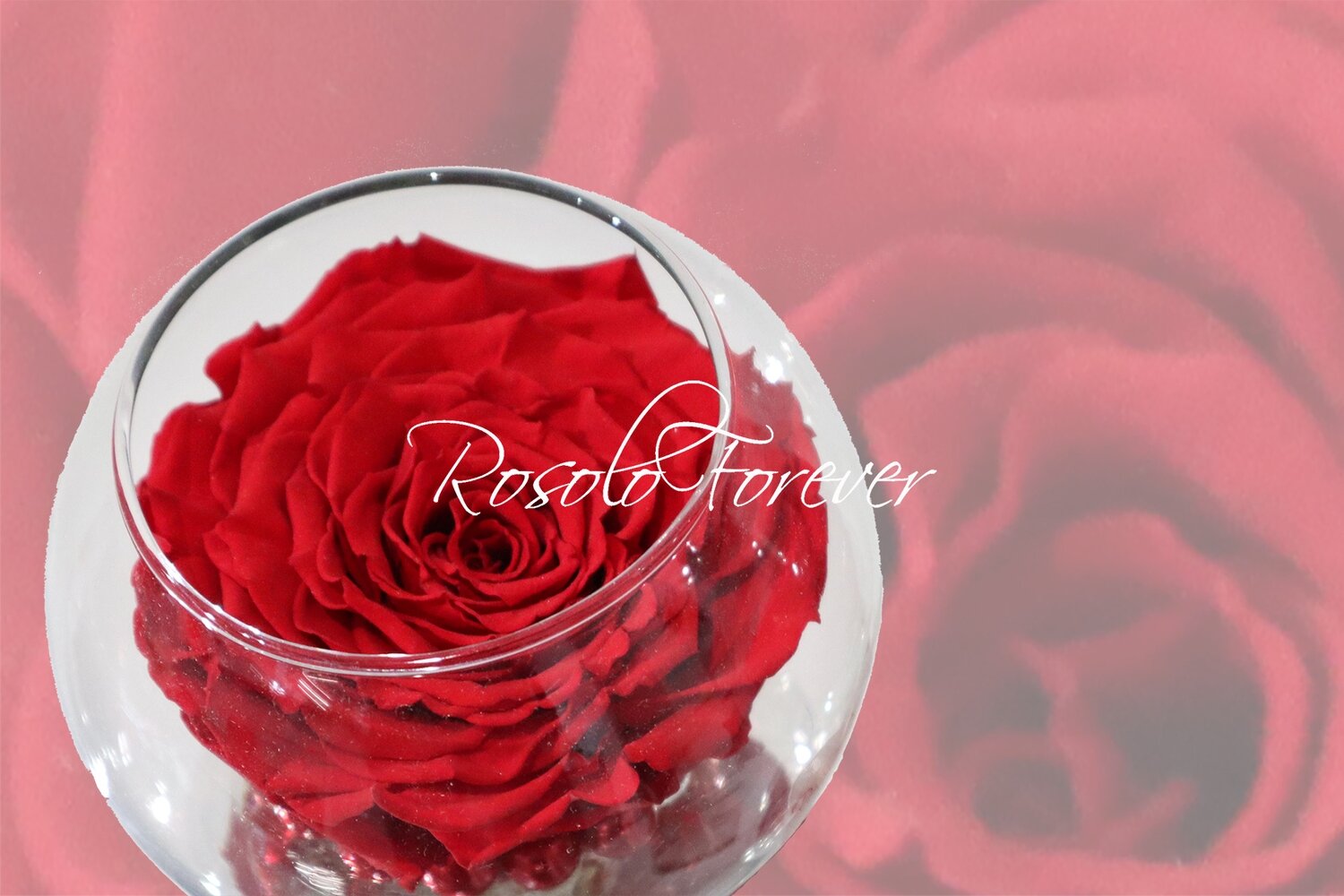 Grande rose, rouge, dans un vase boule