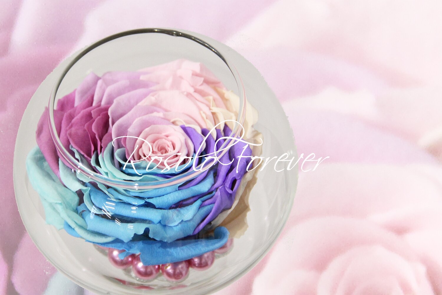 Grande rose, spéciale, dans un vase boule