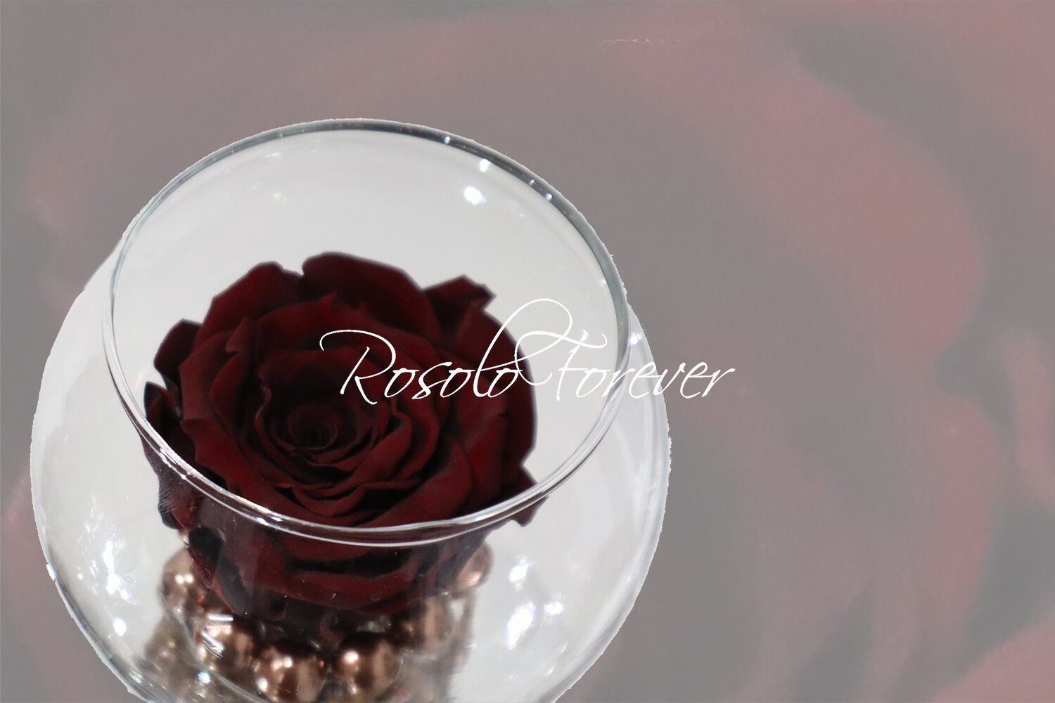 Rose éternelle, chocolat, dans un vase boule