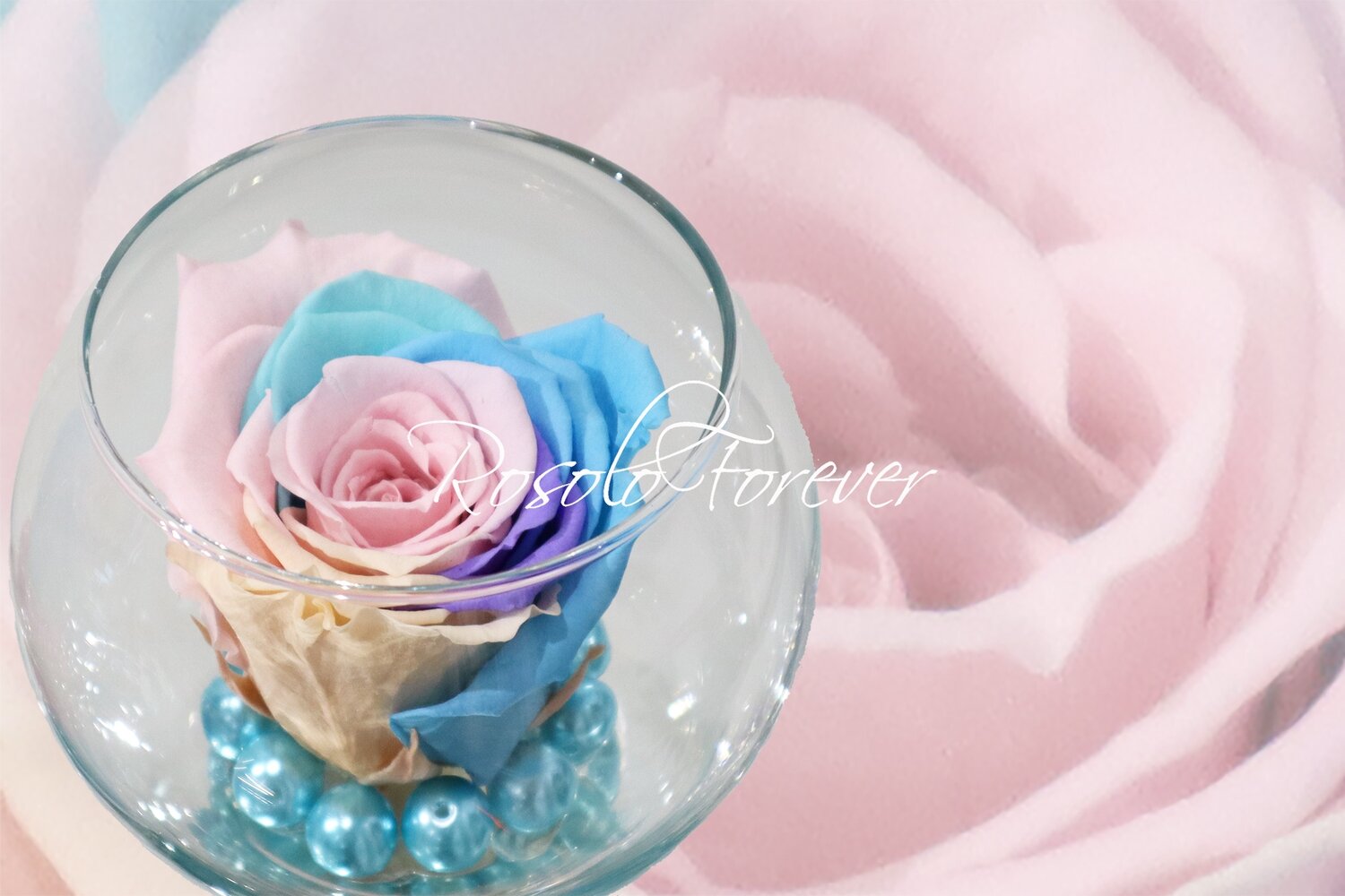 Rose éternelle, colorée, dans un vase boule