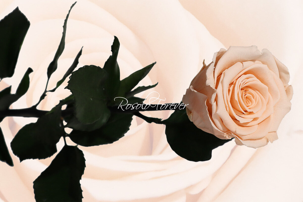 Rose éternelle, large, couleur champagne
