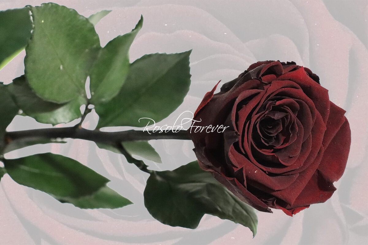 Rose éternelle, large, couleur chocolat