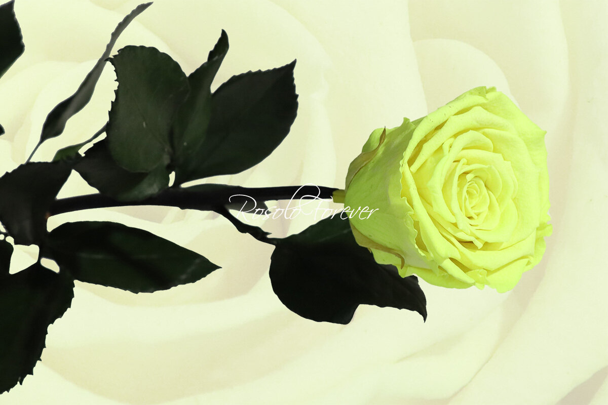 Rose éternelle, large, couleur jaune fluorisant