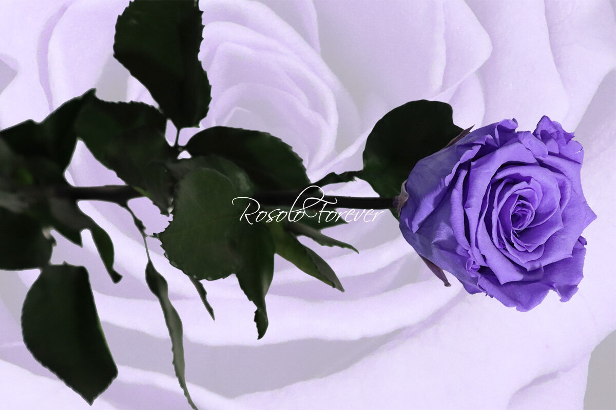 Rose éternelle, large, couleur mauve